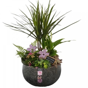 CC261 Arrangementen kamerplanten