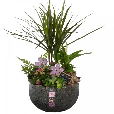 <h4>CC261 Arrangementen kamerplanten</h4>