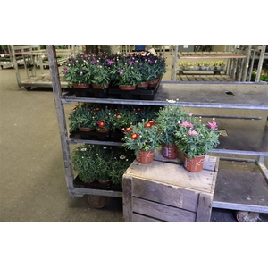 Arg La Rita 3kl Mixk 1 Kleur Per Tray