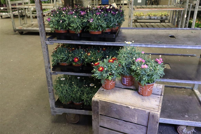 <h4>Arg La Rita 3kl Mixk 1 Kleur Per Tray</h4>