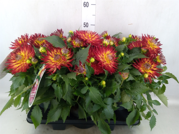 Dahlia SC 'Labella Maggiore Fire'