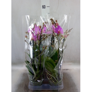 Phalaenopsis multi. 'Pink Flamingo'