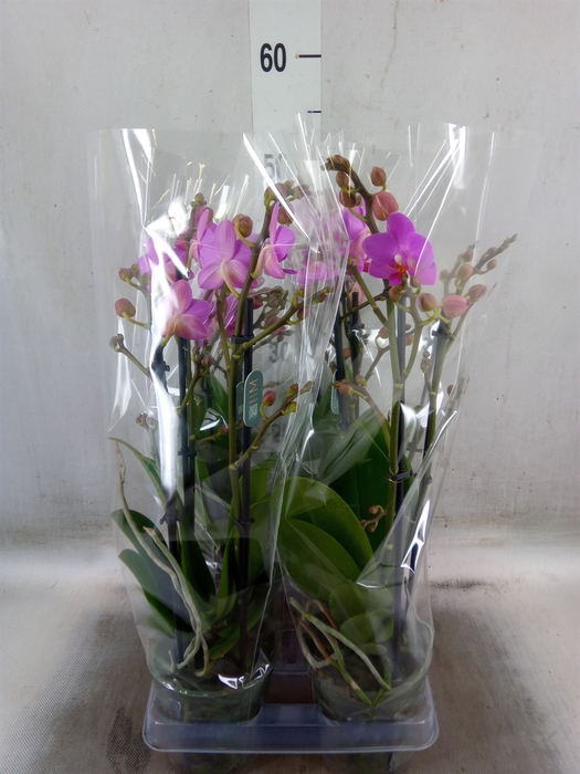 <h4>Phalaenopsis multi. 'Pink Flamingo'</h4>