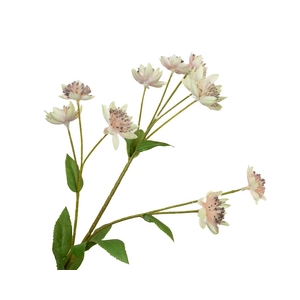 Astrantia Pink