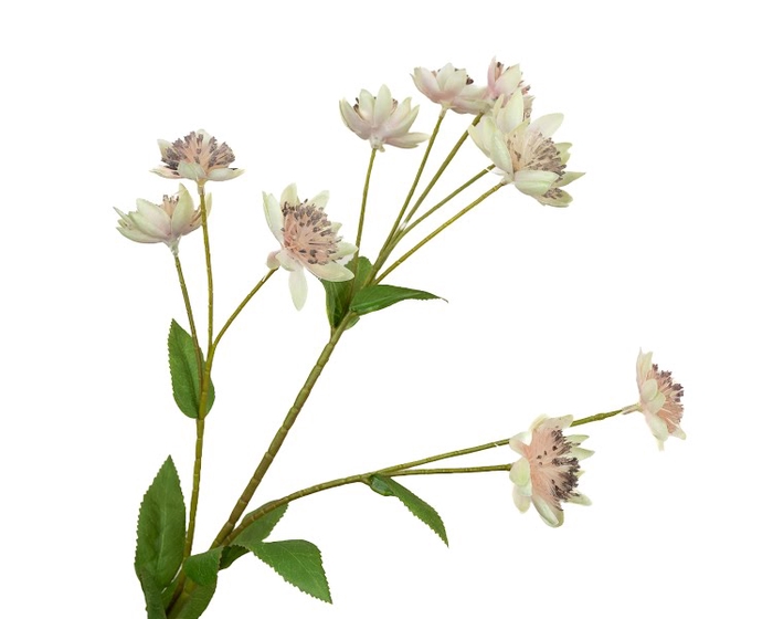 <h4>Astrantia Pink</h4>