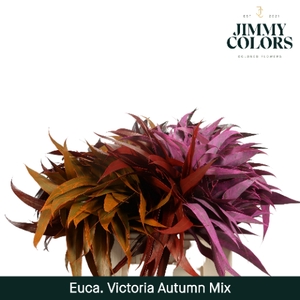 Victoriablad gekleurd Klbh. herfst mix