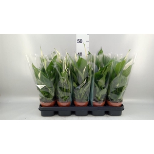 Spathiphyllum  'Torelli'