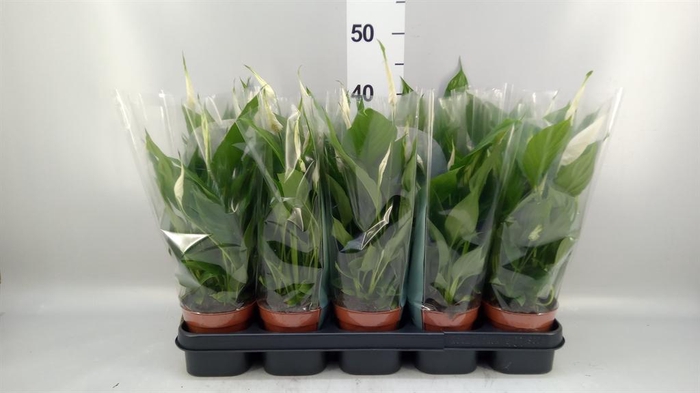 <h4>Spathiphyllum  'Torelli'</h4>