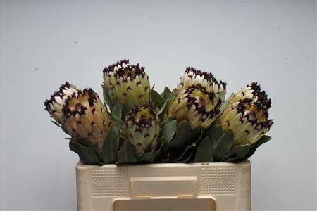 <h4>Protea Didi Snow Princess</h4>