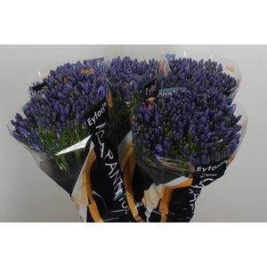 Agap Eyfori Blue