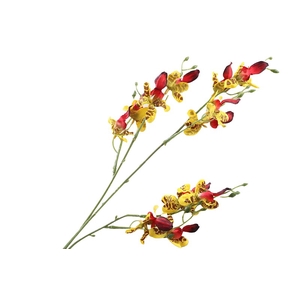 Orchid Oncidium Yellow