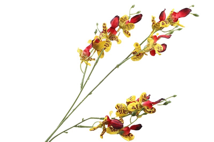 <h4>Orchid Oncidium Yellow</h4>