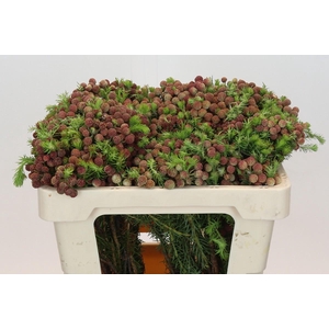 Kaaps Groen Palaecea