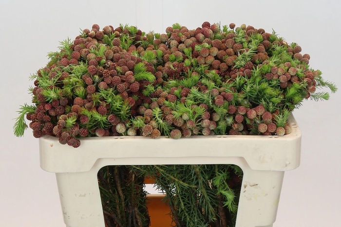 <h4>Kaaps Groen Palaecea</h4>