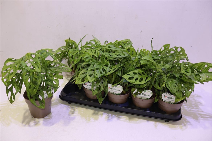 <h4>Monstera Adansonii</h4>