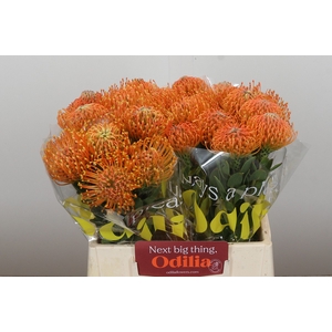 Nutans Ayoba Orange
