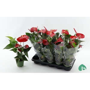 ANTHU AN ROYAL CHAMP