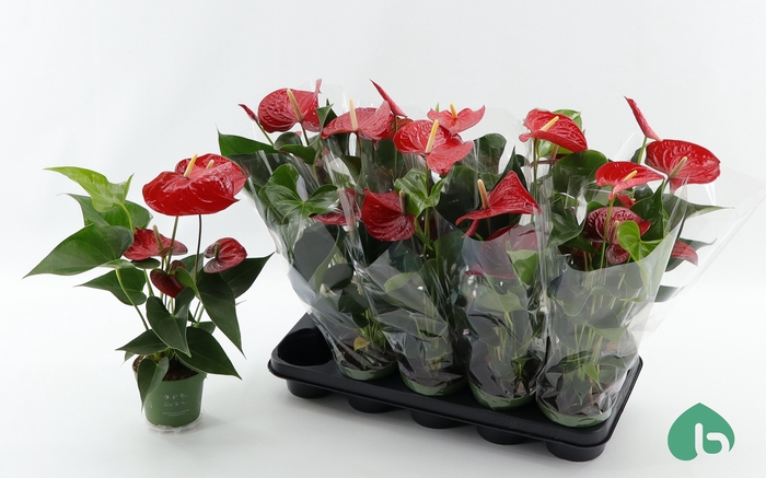 <h4>ANTHU AN ROYAL CHAMP</h4>