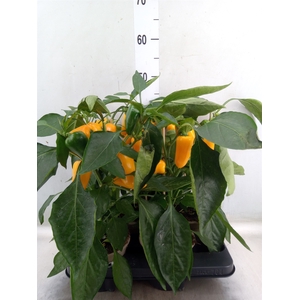 Capsicum annuum   ...paprika