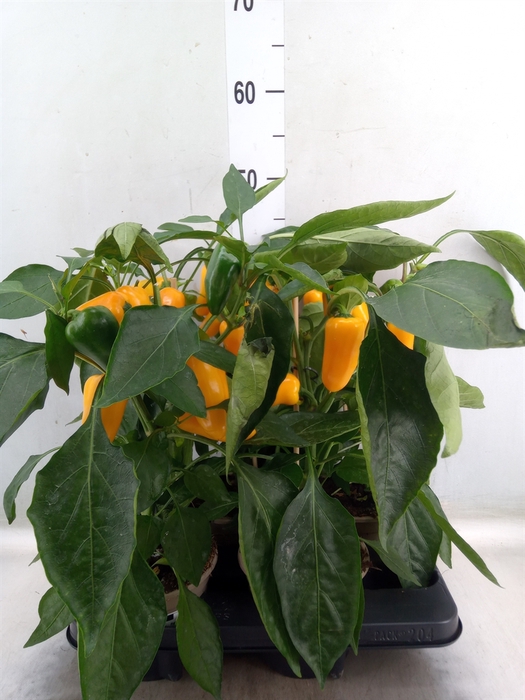 <h4>Capsicum annuum   ...paprika</h4>
