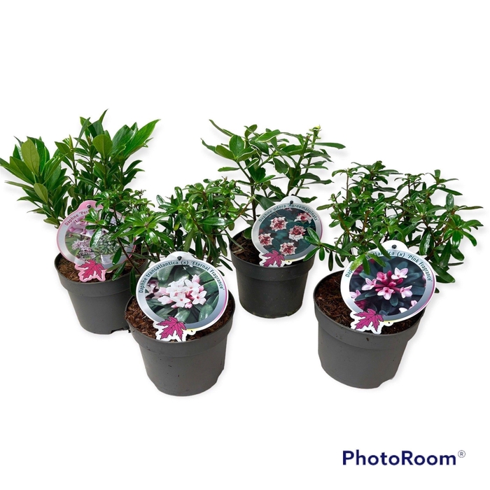 <h4>Daphne mix trolley C2 (MG26048)</h4>