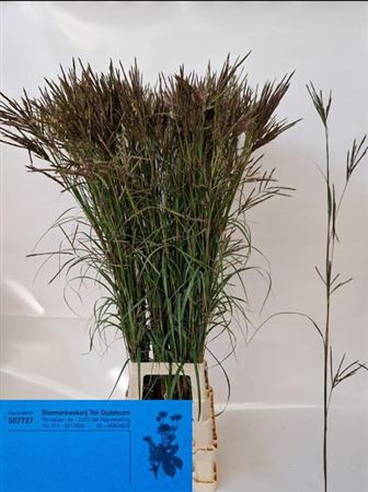 <h4>Siergras Andropogon</h4>