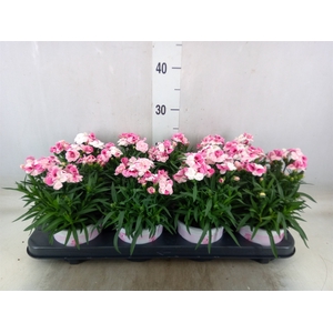 Dianthus  'Sprint Pink and Proud'
