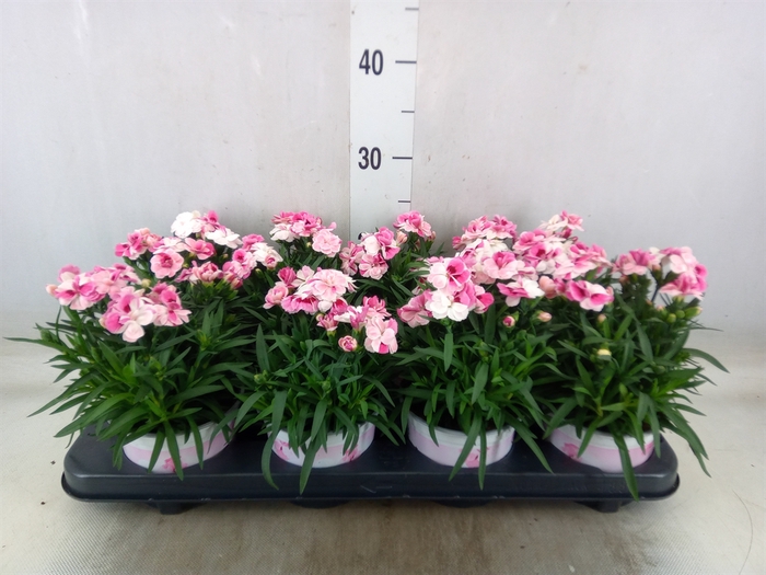 <h4>Dianthus  'Sprint Pink and Proud'</h4>