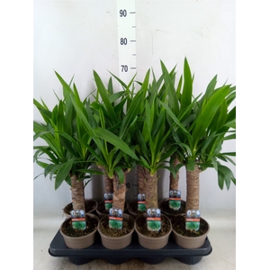 Yucca