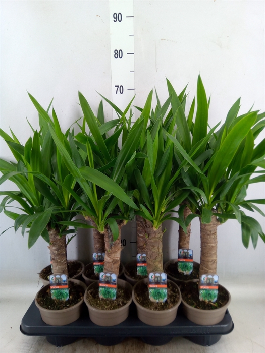 <h4>Yucca</h4>