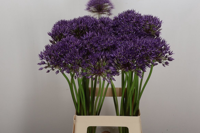 <h4>Allium Jackpot</h4>