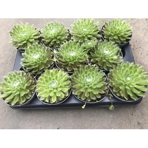 SEMPERVIVUM ARACHNOIDEUM P10