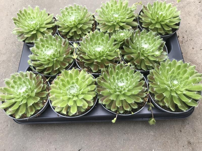 <h4>SEMPERVIVUM ARACHNOIDEUM P10</h4>