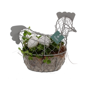 Pasen Kip gaas pastel met Peperomia