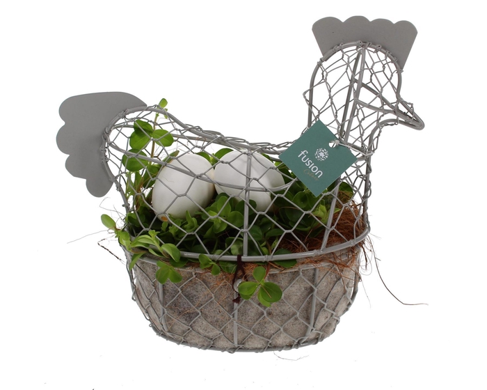 <h4>Pasen Kip gaas pastel met Peperomia</h4>