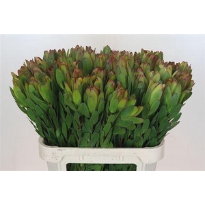 Leucad Saf Goldstrik