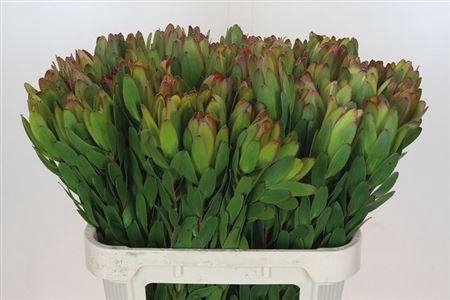 <h4>Leucad Saf Goldstrik</h4>