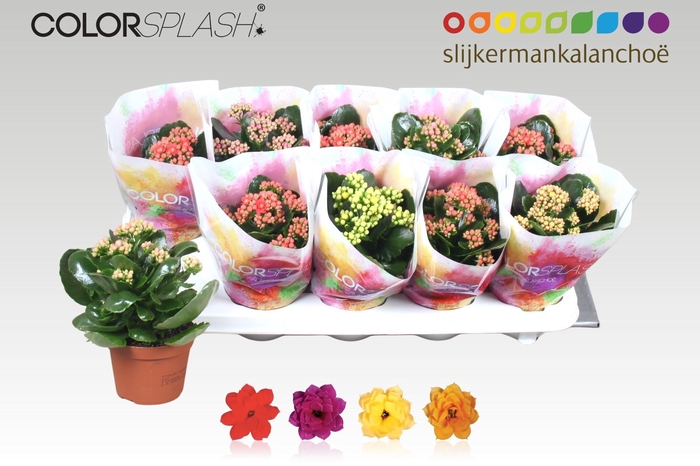 <h4>KAL GE GEM 4 KL</h4>