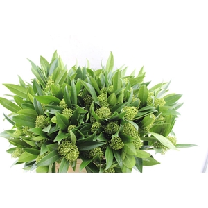 Skimmia Kew Green Bunch