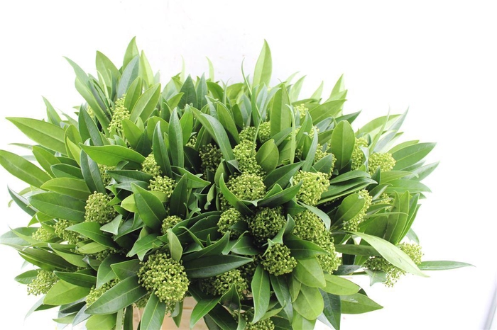 <h4>Skimmia Kew Green Bunch</h4>