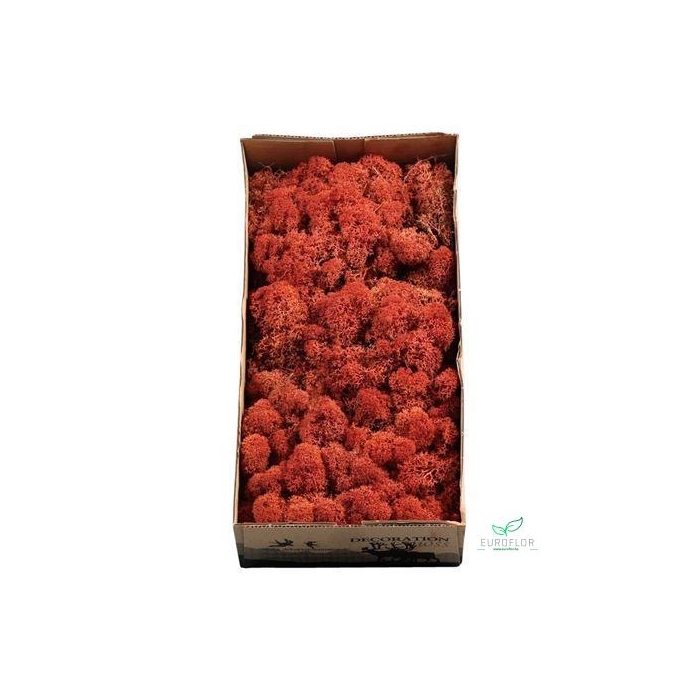 <h4>IJSLANDS MOS SIENA 500GR</h4>