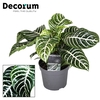 Aphelandra Botanica Green