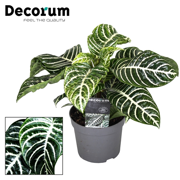 <h4>Botanica Aphelandra Green Decorum</h4>