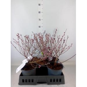 Salix gracilistyla 'Mt. Aso'