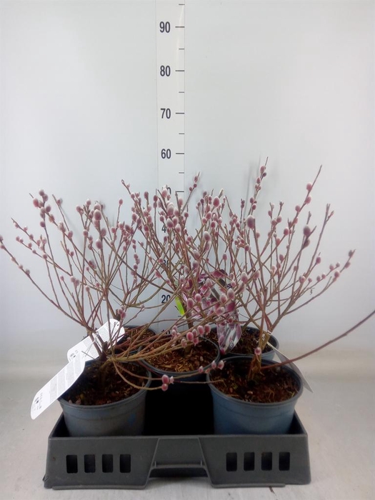 <h4>Salix gracilistyla 'Mt. Aso'</h4>