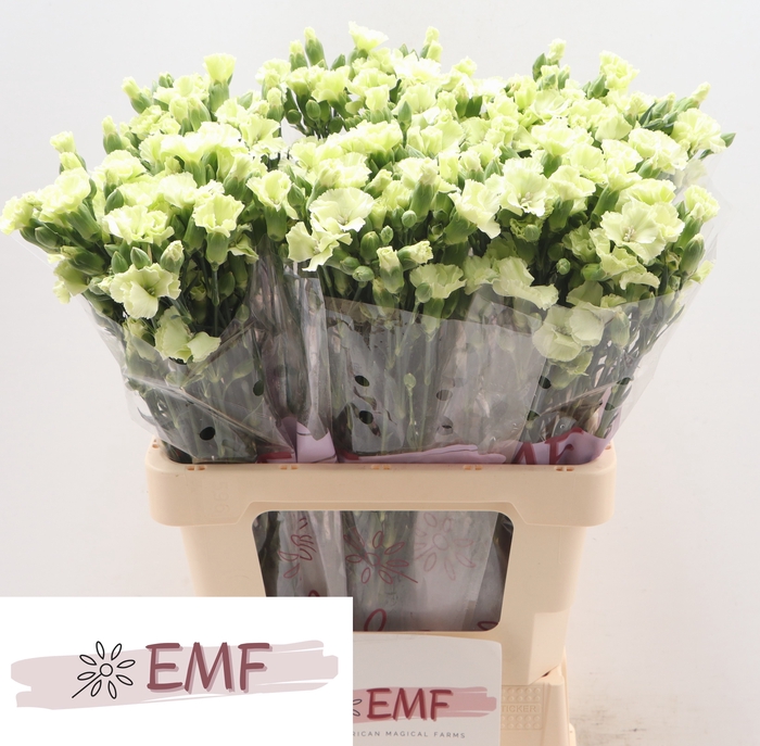 <h4>DI SOLOMIO BERN</h4>