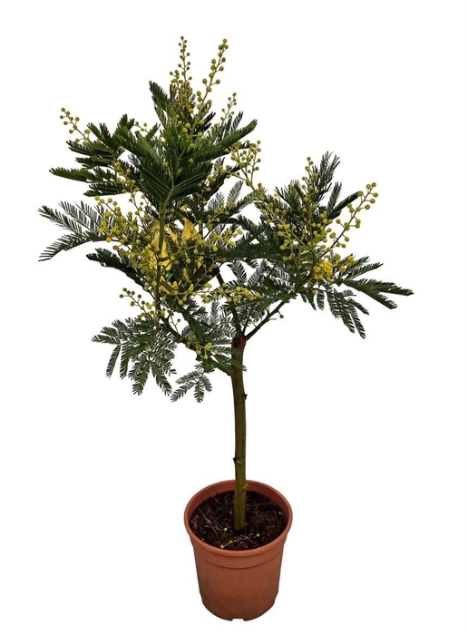 <h4>MIMOSA PUDICA</h4>