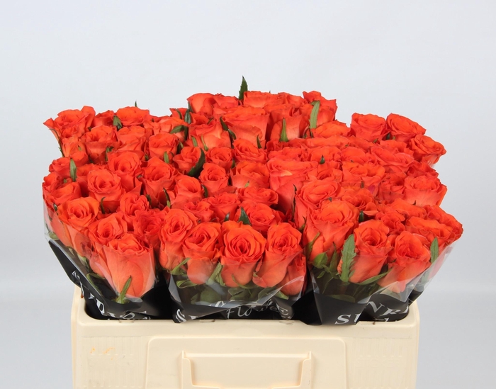 <h4>R GR GARFIELD+</h4>