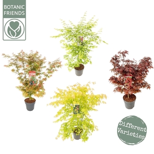 Acer palm. diverse mix