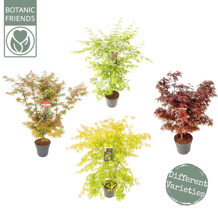 <h4>Acer palm. diverse mix</h4>